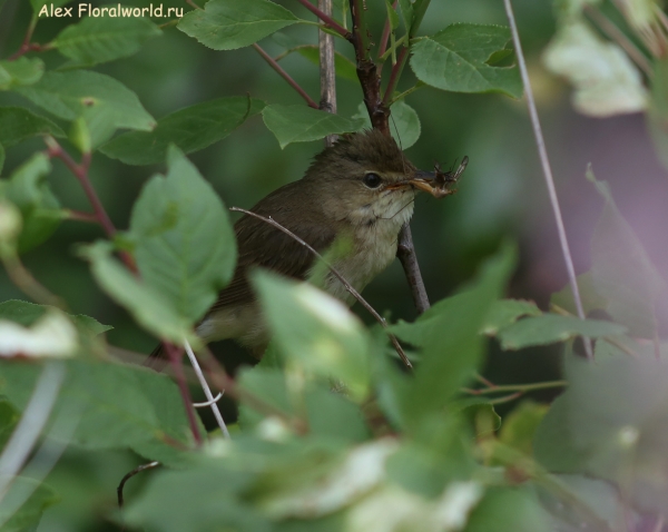 Acrocephalus palustris
Ключевые слова: Acrocephalus palustris