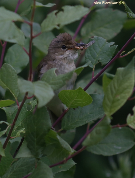 Acrocephalus palustris
Ключевые слова: Acrocephalus palustris