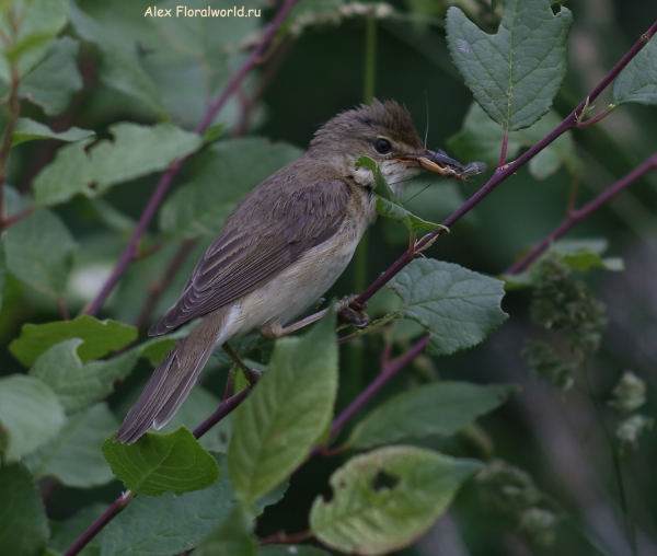 Acrocephalus palustris
Ключевые слова: Acrocephalus palustris