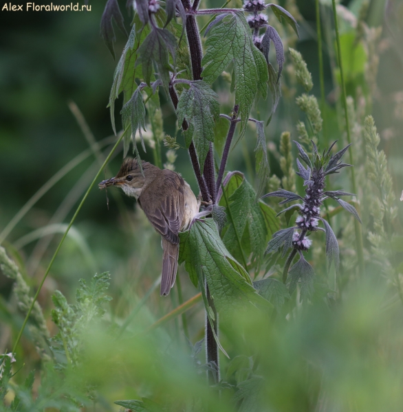 Acrocephalus palustris
Ключевые слова: Acrocephalus palustris