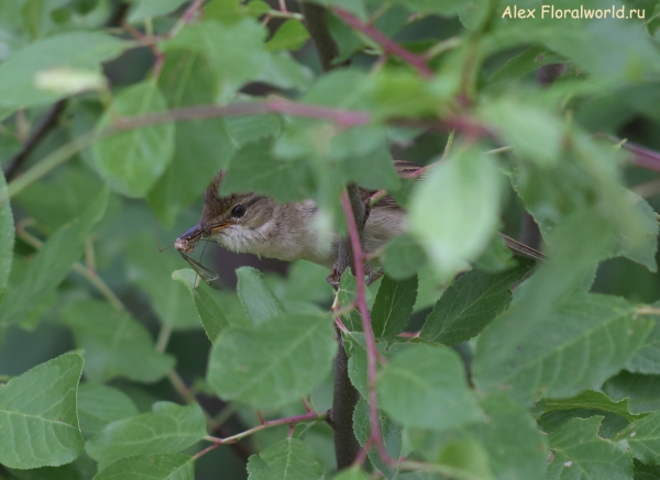 Acrocephalus palustris
Ключевые слова: Acrocephalus palustris