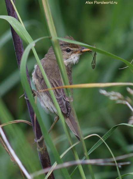 Acrocephalus palustris
Ключевые слова: Acrocephalus palustris