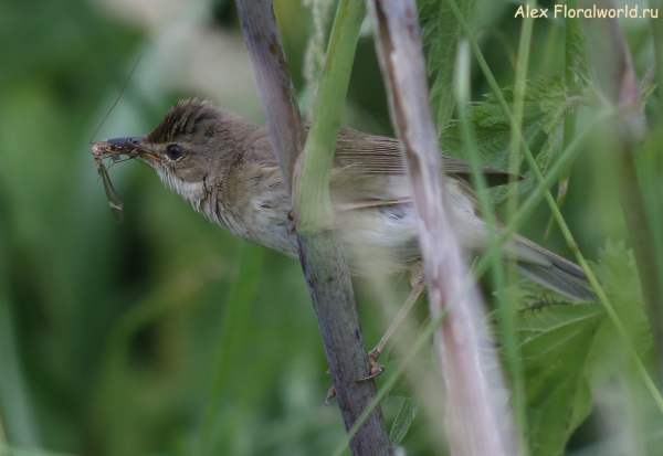 Acrocephalus palustris
Ключевые слова: Acrocephalus palustris