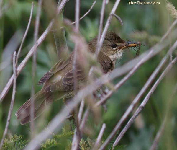 Acrocephalus palustris
Ключевые слова: Acrocephalus palustris