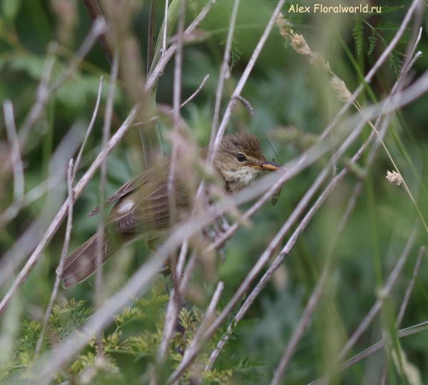 Acrocephalus palustris
Ключевые слова: Acrocephalus palustris