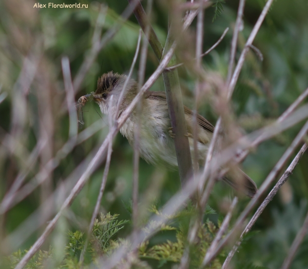 Acrocephalus palustris
Ключевые слова: Acrocephalus palustris