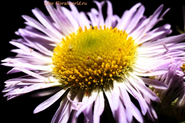 Erigeron
Ключевые слова: erigeron