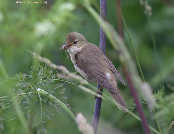 Acrocephalus palustris
Ключевые слова: Acrocephalus palustris