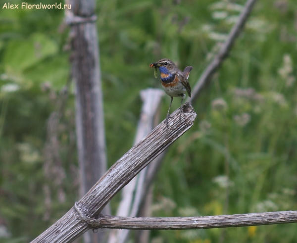 Luscinia svecica
Ключевые слова: Luscinia svecica