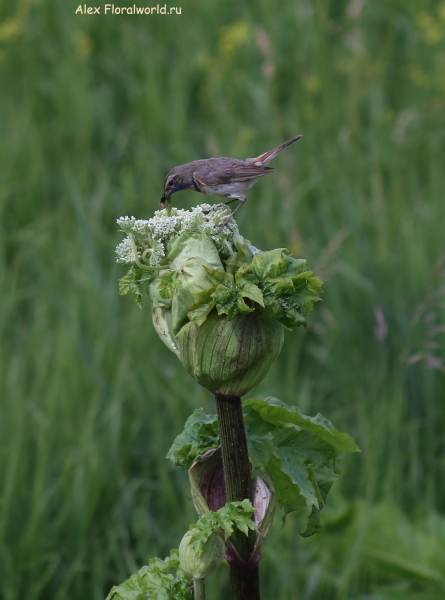 Luscinia svecica
Ключевые слова: Luscinia svecica