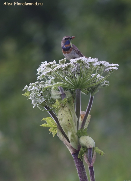 Luscinia svecica
Ключевые слова: Luscinia svecica