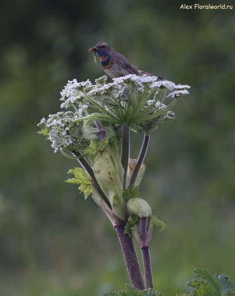 Luscinia svecica
Ключевые слова: Luscinia svecica