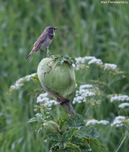 Luscinia svecica
Ключевые слова: Luscinia svecica