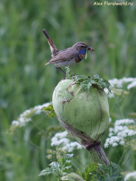 Luscinia svecica
Ключевые слова: Luscinia svecica