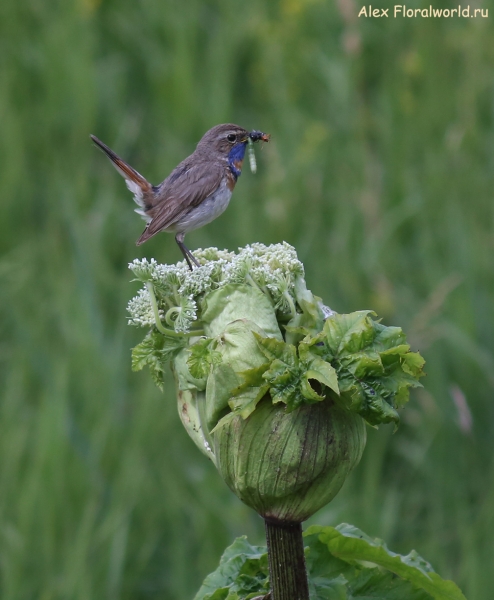 Luscinia svecica
Ключевые слова: Luscinia svecica