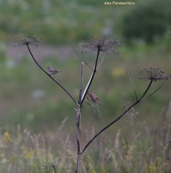 Saxicola rubetra
Ключевые слова: Saxicola rubetra