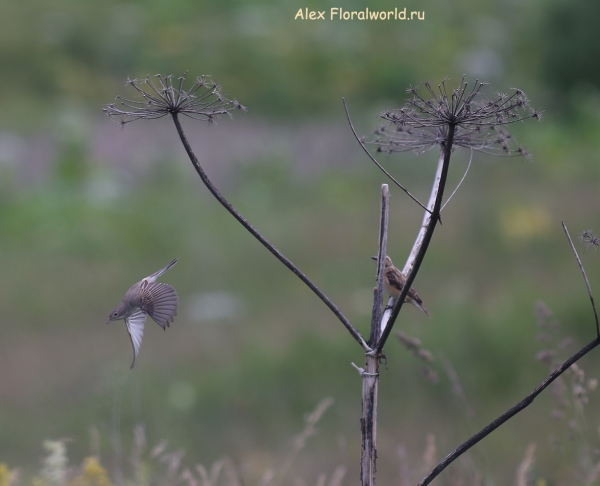 Saxicola rubetra
Ключевые слова: Saxicola rubetra