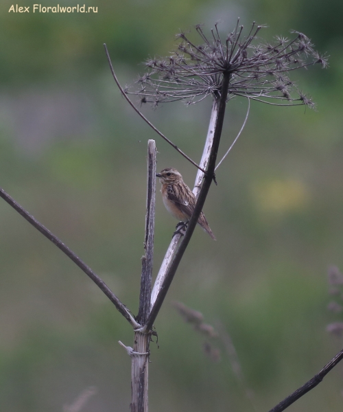 Saxicola rubetra
Ключевые слова: Saxicola rubetra