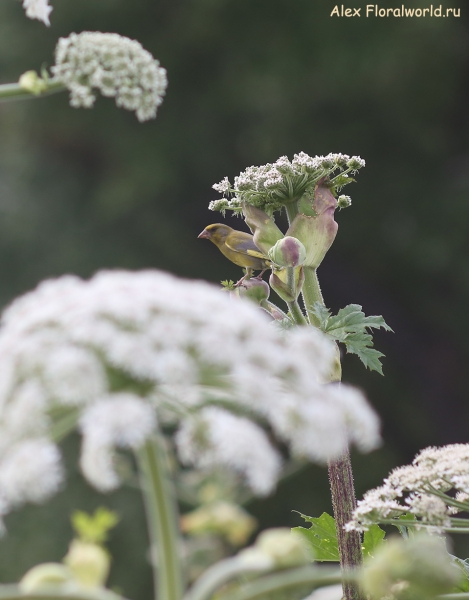 Carduelis chloris
Ключевые слова: Carduelis chloris
