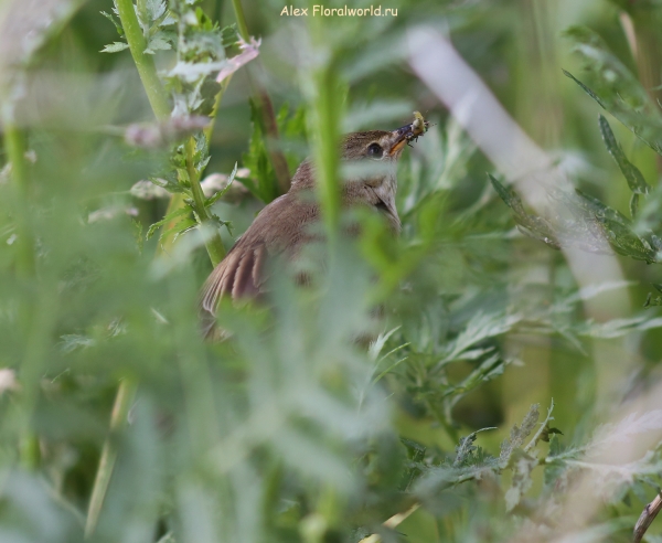Acrocephalus palustris
Ключевые слова: Acrocephalus palustris