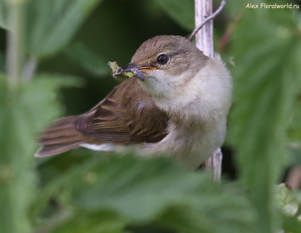Acrocephalus palustris
Ключевые слова: Acrocephalus palustris
