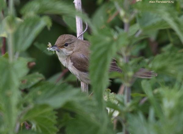 Acrocephalus palustris
Ключевые слова: Acrocephalus palustris