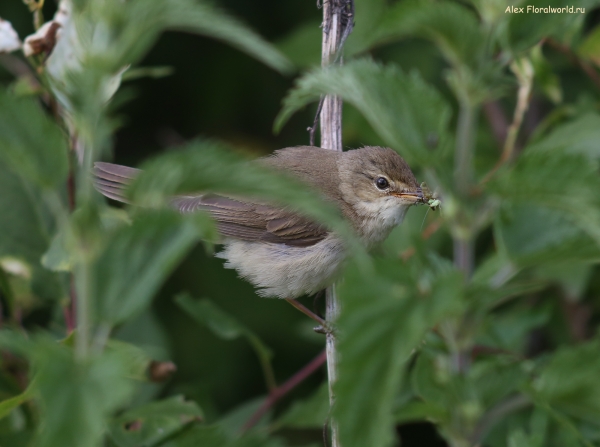 Acrocephalus palustris
Ключевые слова: Acrocephalus palustris