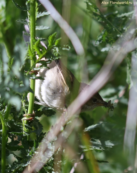 Acrocephalus palustris
Ключевые слова: Acrocephalus palustris