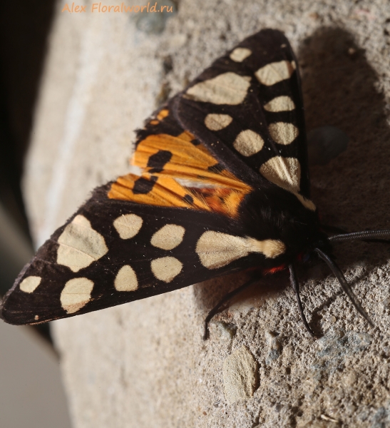 Epicallia villica
Ключевые слова: epicallia villica