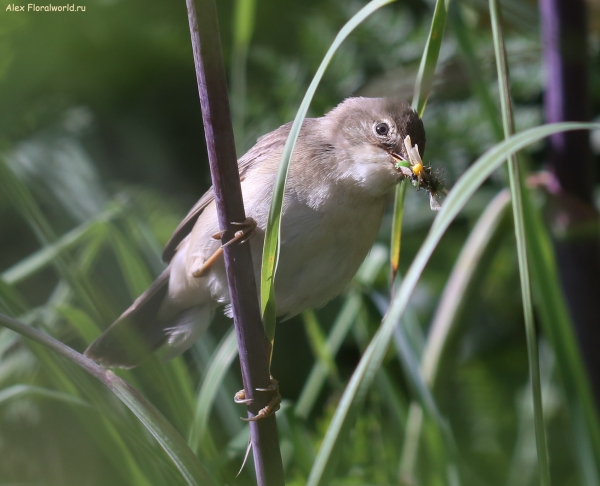 Acrocephalus palustris
Ключевые слова: Acrocephalus palustris