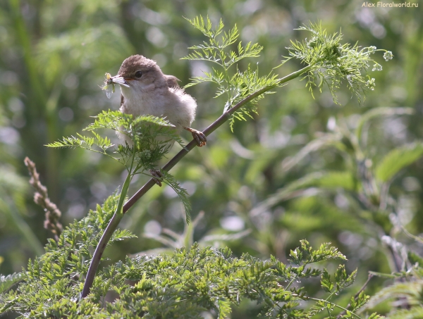 Acrocephalus palustris
Ключевые слова: Acrocephalus palustris