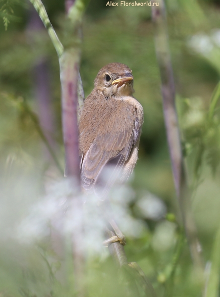 Acrocephalus palustris
Ключевые слова: Acrocephalus palustris