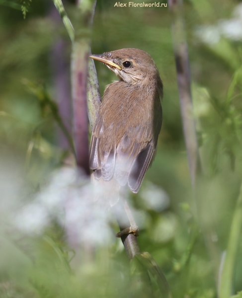 Acrocephalus palustris
Ключевые слова: Acrocephalus palustris