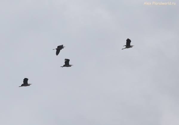 Ardea cinerea
Ключевые слова: Ardea cinerea