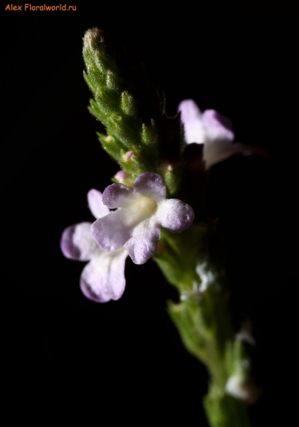 Verbena officinalis
Ключевые слова: verbena officinalis