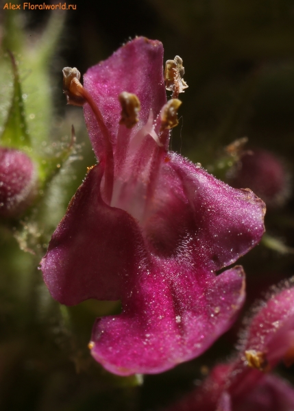 Stachys sylvatica
Ключевые слова: stachys sylvatica