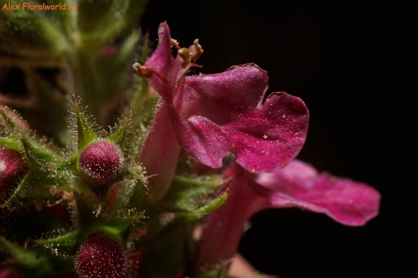 Stachys sylvatica
Ключевые слова: stachys sylvatica