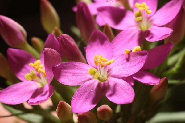 Centaurium anatolicum
Ключевые слова: centaurium anatolicum