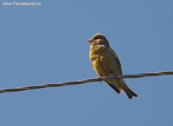  Carduelis chloris
Ключевые слова: Carduelis chloris