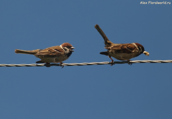 Passer montanus
Ключевые слова: Passer montanus