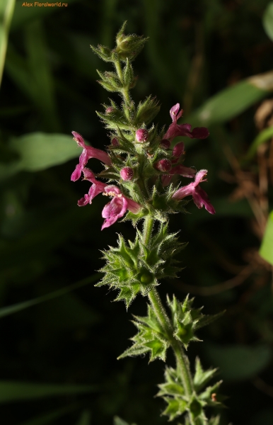 Stachys sylvatica 
Ключевые слова: stachys sylvatica