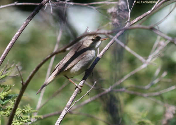 Acrocephalus dumetorum
Ключевые слова: Acrocephalus dumetorum