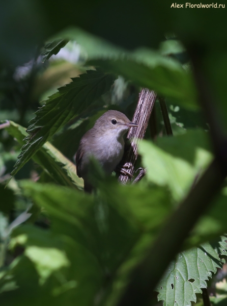 Acrocephalus dumetorum
Ключевые слова: Acrocephalus dumetorum