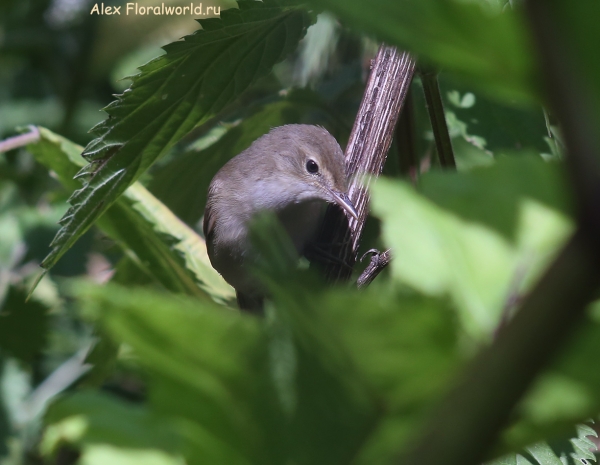 Acrocephalus dumetorum
Ключевые слова: Acrocephalus dumetorum