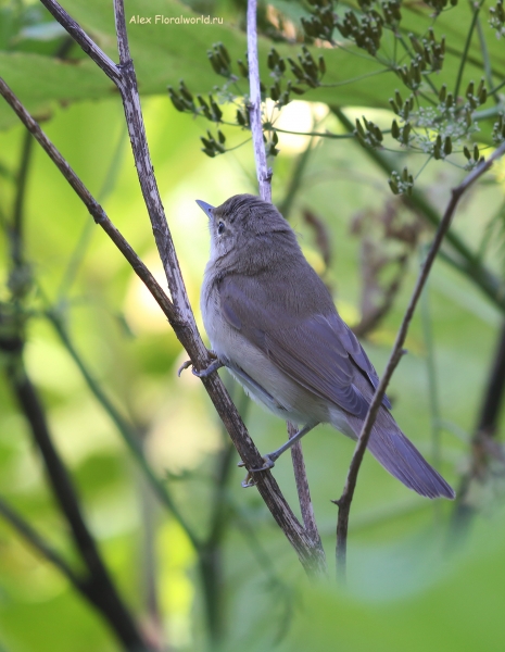 Acrocephalus dumetorum
Ключевые слова: Acrocephalus dumetorum