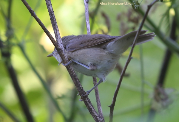 Acrocephalus dumetorum
Ключевые слова: Acrocephalus dumetorum