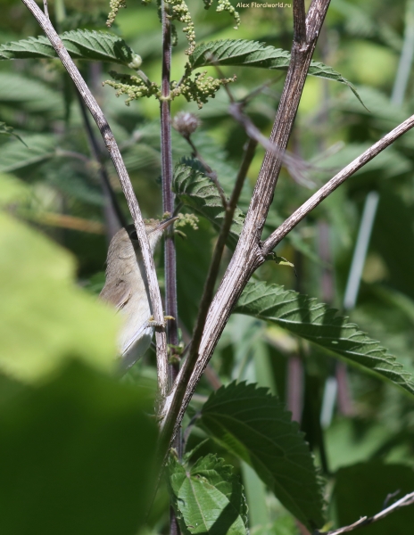 Acrocephalus dumetorum
Ключевые слова: Acrocephalus dumetorum