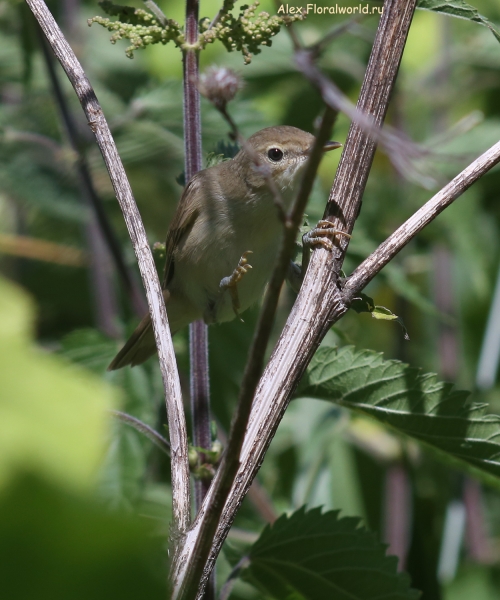 Acrocephalus dumetorum
Ключевые слова: Acrocephalus dumetorum