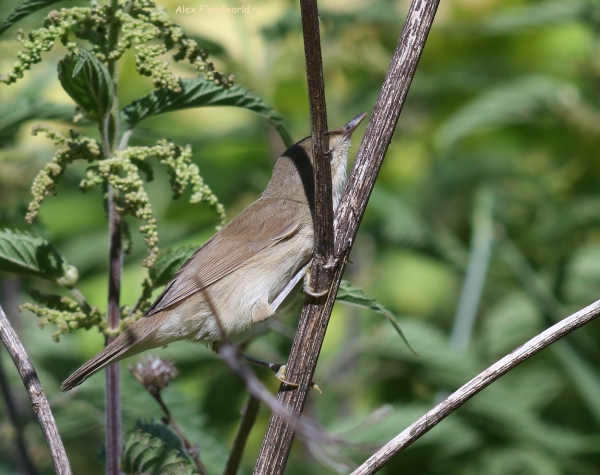 Acrocephalus dumetorum
Ключевые слова: Acrocephalus dumetorum