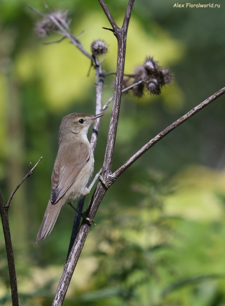 Acrocephalus dumetorum
Ключевые слова: Acrocephalus dumetorum